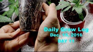 Daily Cannabis Grow Log - Dec. 15