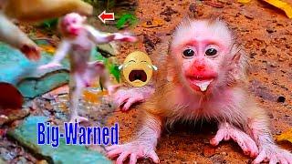 The-poor-little baby monkey was-cried-in-fear The-mother-was-dragged-baby-away Disciplined-to-cry