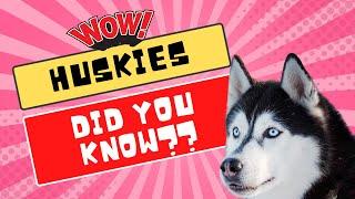 10 Interesting Facts About Siberian Huskies Things You Didnt Know