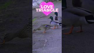 Quacking Love Triangle Mallards Drama Unfolds 綠頭鴨三角戀 #duck #mallard #鸭
