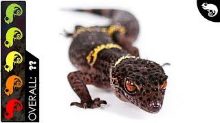 Cave Gecko The Best Pet Lizard?