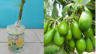 How to Propagate Avocado Trees by Water Cuttings