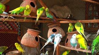 Budgies sounds for Lonely birds Budgies birds 10 minutes beautiful sounds