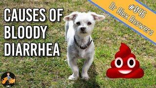 Why is there Blood in Your Dogs Stool? - Dog Health Vet Advice