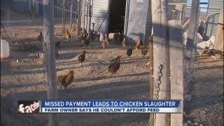 Missed payment leads to chicken slaughter