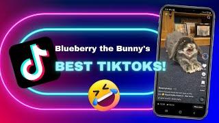 The Best FUNNY BUNNY TikTok Compilation Guaranteed to make your day