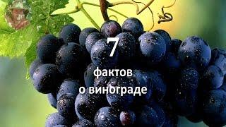  7 facts about grapes 