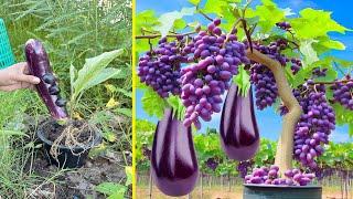 Amazing Growing Grapes fruit with Eggplant fruit Create Eggplant Tree With grapes fruits Incredible