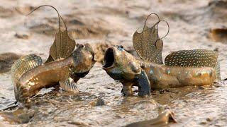 This fish that doesnt live in water is the Mudskipper