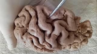 NEUROANATOMY - CEREBRAL CORTEX PART-1 SULCI AND GYRI - BY DR MITESH DAVE