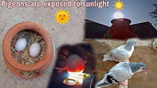Pigeon eggs placed in parrots nest hatched by sunlight  growth of children from 1 day to 24 days