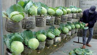 Housewives dream Cabbage Garden growing cabbage in plastic bottles