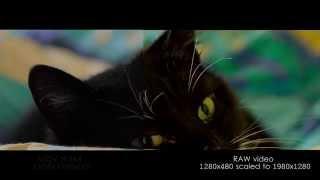 Canon 60D Raw vs h.264