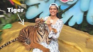 My New Pet Tiger 