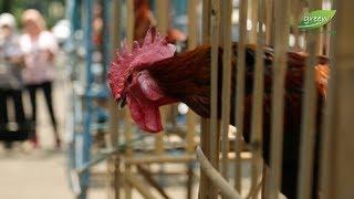 Ayam Ketawa dan Ayam Pelung Meriahkan Dies Natalis IPB Ke-55