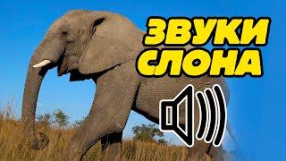 Звук слона какие звуки издают слоны?