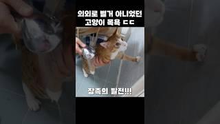 별 짓 다 했는데 의외로 간단했던 고양이 목욕시키기 ㄷㄷ  #고양이목욕