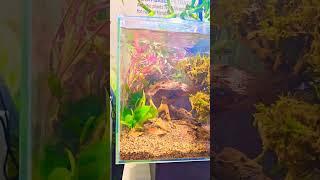 Micro Aquascapes at SuperZoo2024 #aquascaping#aquascape #plantedtank#freshwater #fluval#betta#shrimp