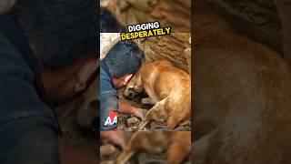 This mother dog dug her puppies out of the rubble...  #wholesome #heartwarming #dogs #doglover