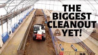 CLEANING THE ENTIRE SHEEP BARN IN TWO DAYS  Vlog 250
