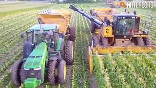 Как собирают кукурузу. Процесс сбора урожая кукурузы