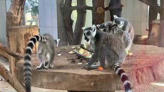 Лемури обідають Lemurs are having a lunch