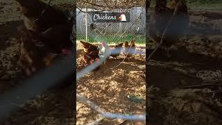 #homestead #gardening #chickens