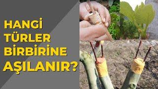 Hangi Türler Birbirine Aşılanır ?