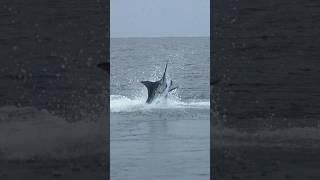 Huge Blue Marlin Jumping