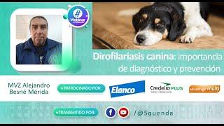 Dirofilariasis canina importancia de diagnóstico y prevención - MVZ Alejandro Besné Mérida