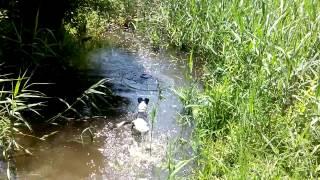 Fox terrier swimming 2