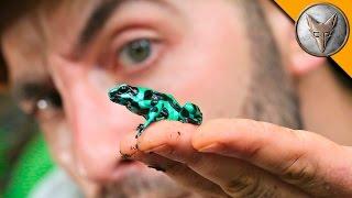 To CATCH a Poison Frog