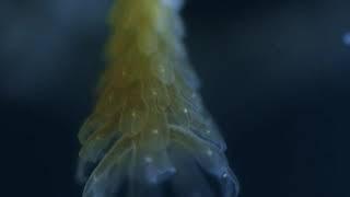 Jellyfish Life Cycle - National Geographic