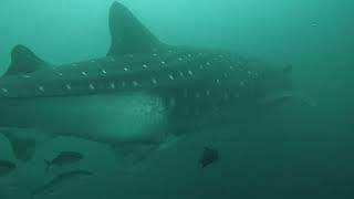 Whale Shark - Darwin’s Arch - Galapagos 2022