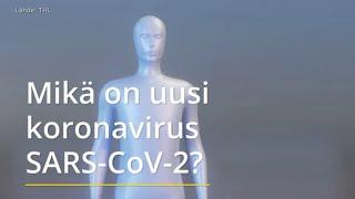 Mikä on koronavirus?