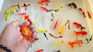 Find colorful Ornamental fish Betta fish koi fish koki fish Channa fish catfish animal videos