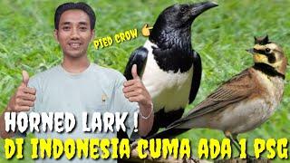 PRAMUKA GEMPAR  PERTAMA HADIR DAN CUMA ADA 1 PASANG DI INDONESIA TERLANGKA  HORNED LARK