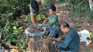 COLHEMOS AÇAI NA ROÇA NO INTERIOR DO AMAZONAS - UM TRABALHO PERIGOSO