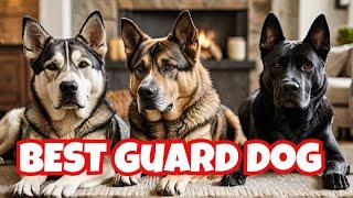 Are Huskies Good Guard Dogs? Find Out in This Video  Dog Training Cane Corso  German Shepherd