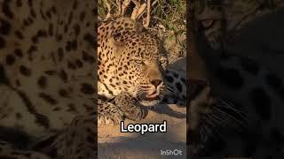 Top 7 Big cats Sound  Lion  Tiger  Cheetah  Snow Leopard  Leopard  Jaguar  Cougar  Roar 