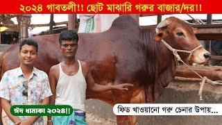 সহজেই সুস্থ কোরবানি গরু চেনার উপায়  ছোট গরুর দাম 2024  গাবতলী গরুর হাট 2024  কৃষি ঘর