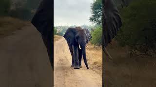 Lone Elephant  #nature #animals #amazing