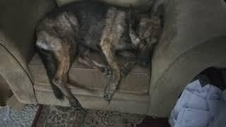 German shepherd on chair