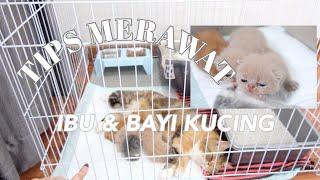 TIPS MERAWAT INDUK DAN BAYI KUCING