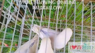 VIOLET EUWING OPALINE PALE FALLOW FISCHERI HOME BREED