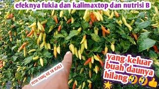 hasil panen cabe rawit 1000 pohon