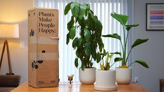 I BOUGHT PLANTS ONLINE – The Sill Classic Plant Subscription Review