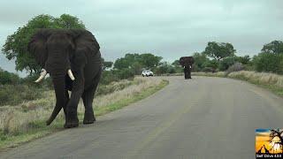 Beautiful Elephant Roadblock At Satara Rest Camp Kruger National Park