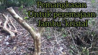 Pemotongan untuk Peremajaan jambu kristal