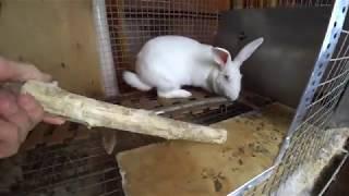 Feeding of rabbits twigs feed